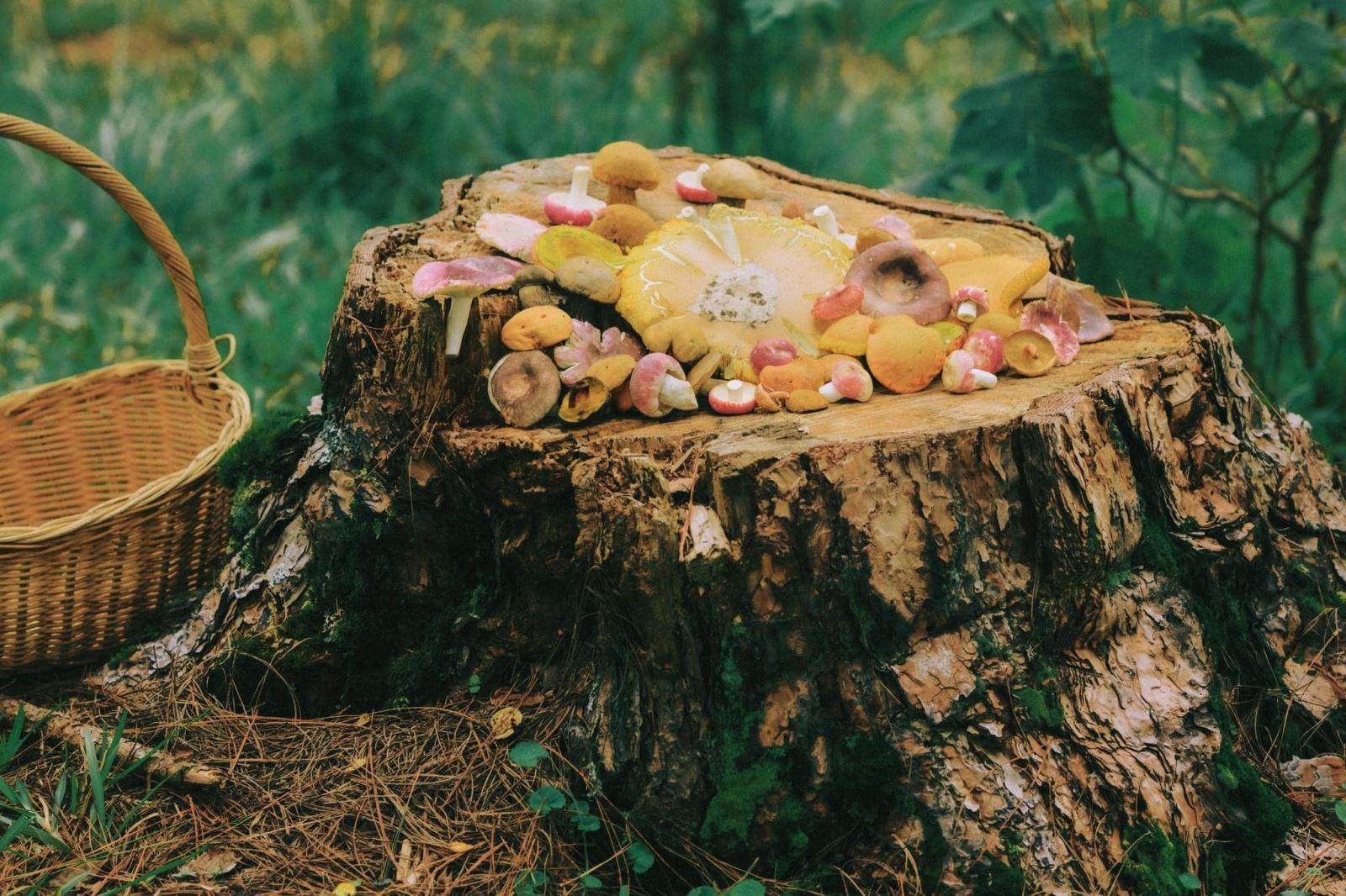 Vào rừng Đà Lạt hái nấm thần tiên