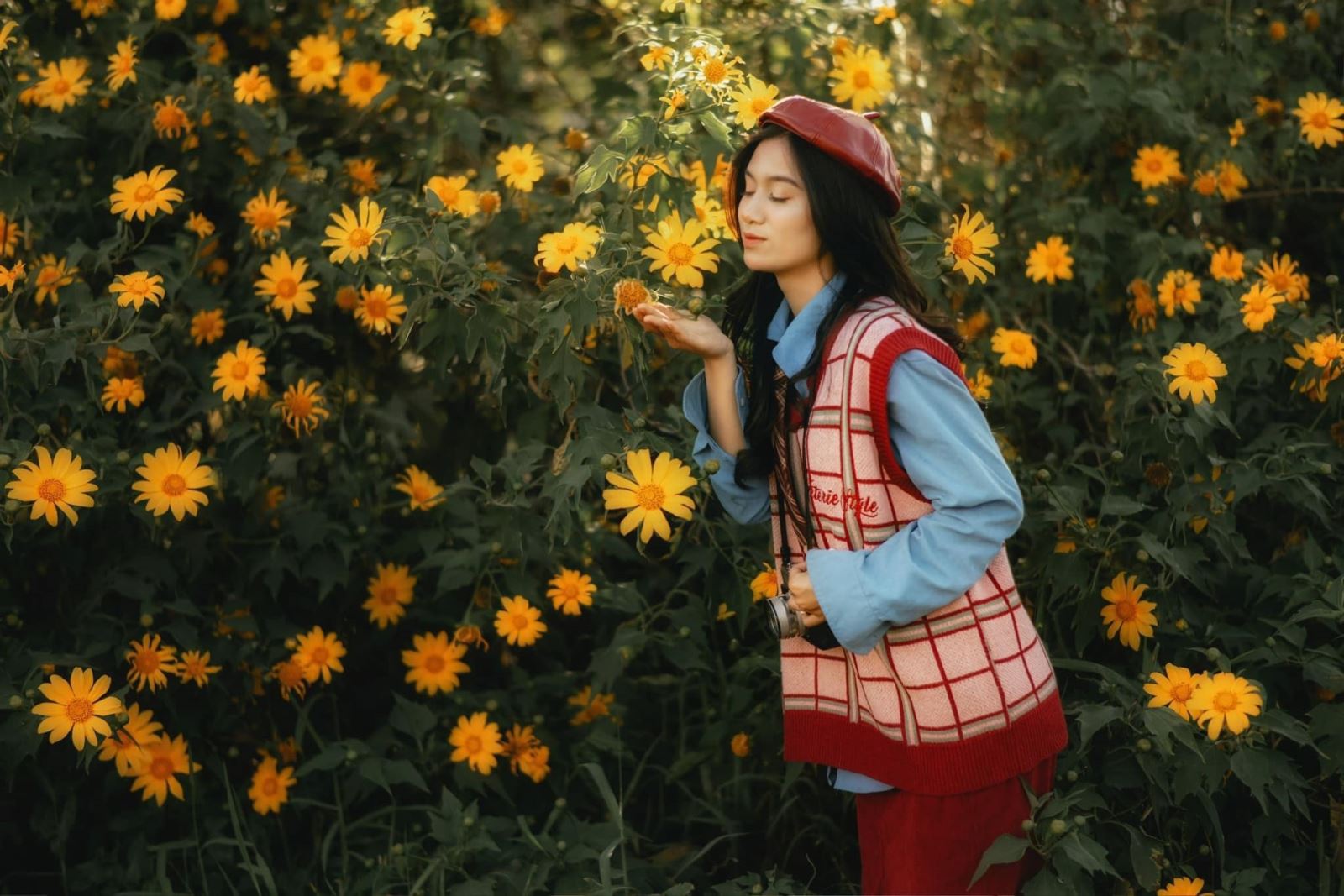 Dã quỳ Đà Lạt - sắc vàng hoang dại chốn cao nguyên