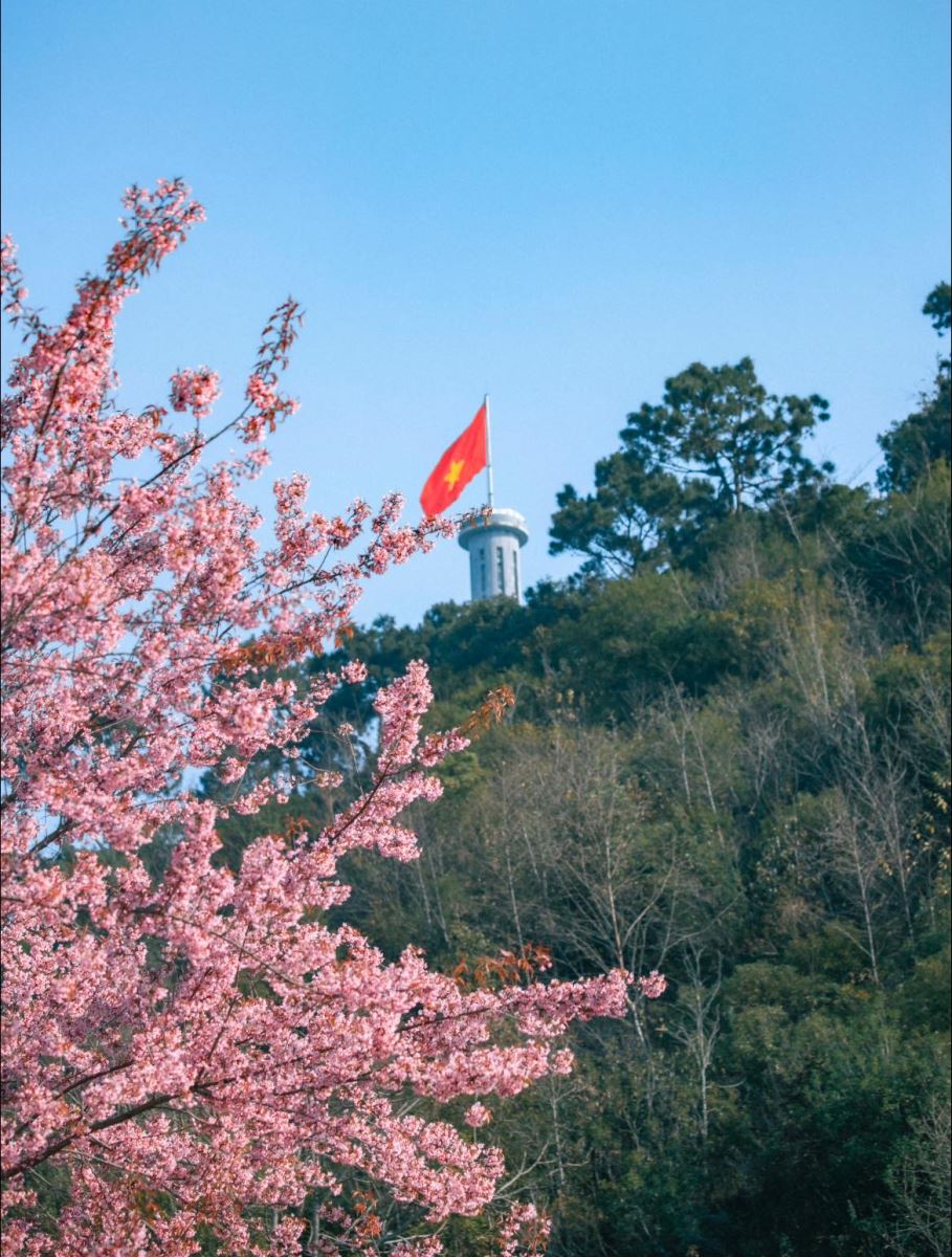 Mai anh đào Hà Giang - thổn thức miền cao nguyên đá Đồng Văn