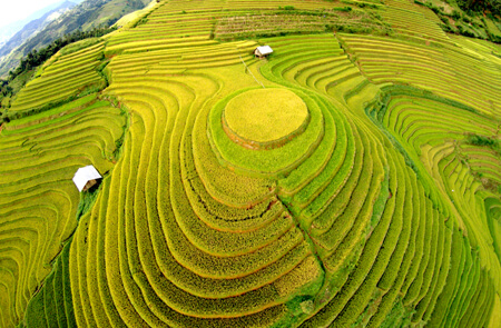 Mùa vàng Mù Cang Chải