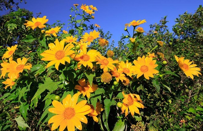 Hai sắc hoa bung nở trong một mùa ở Đà Lạt