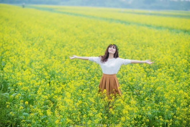 Cánh đồng hoa cải vàng rực rỡ ở Thái Bình