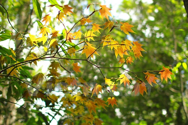 Khám phá rừng lá phong tự nhiên độc nhất vô nhị tại Việt Nam