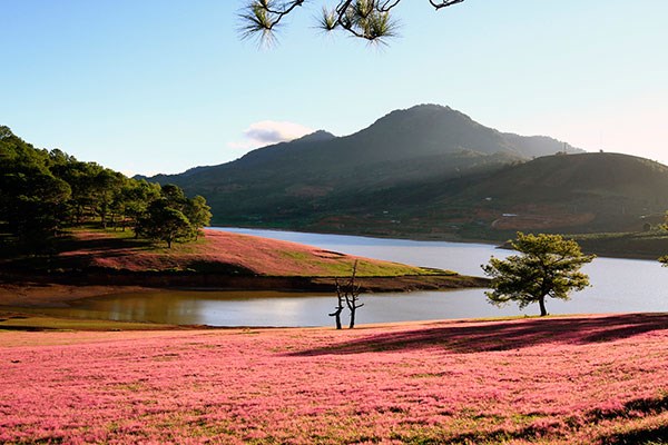 Quyến rũ cỏ hồng Đà Lạt