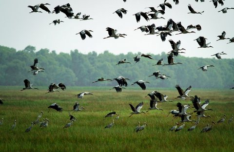 Trải nghiệm tour tham quan mùa nước nổi ở Vườn quốc gia Tràm Chim