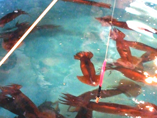 Món mực nhảy múa trong miệng của người Nhật