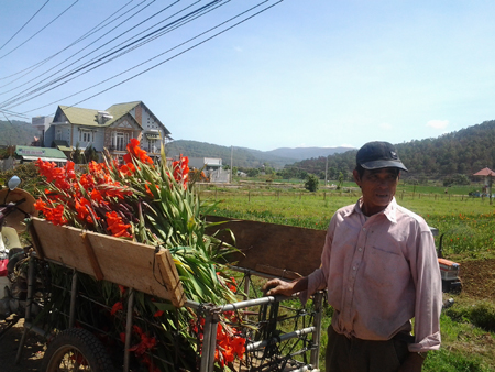 Hoa Tết nở sớm, nhà vườn 