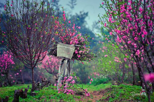 8 điểm du xuân dọc miền đất nước