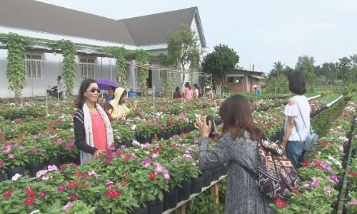 Sa Đéc, Nghệ An kín khách ngắm hoa đầu năm