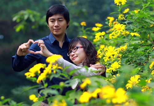 Ngắm hoa dã quỳ giữa lòng Hà Nội