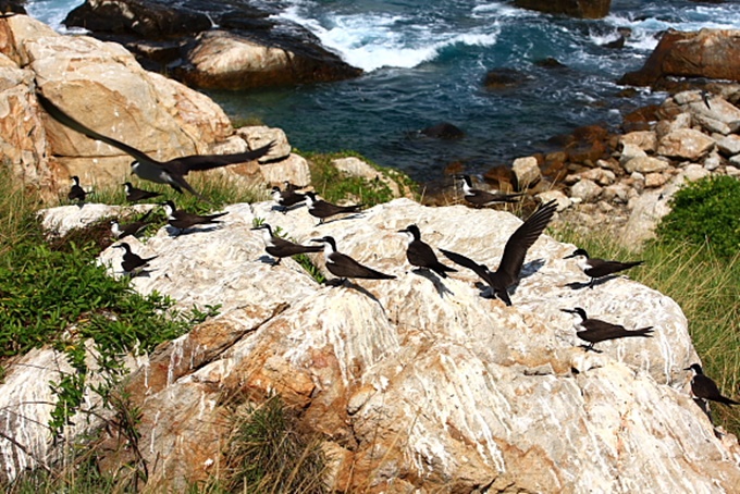 Du lịch Quảng Bình: Hành trình đến với đảo chim kỳ thú