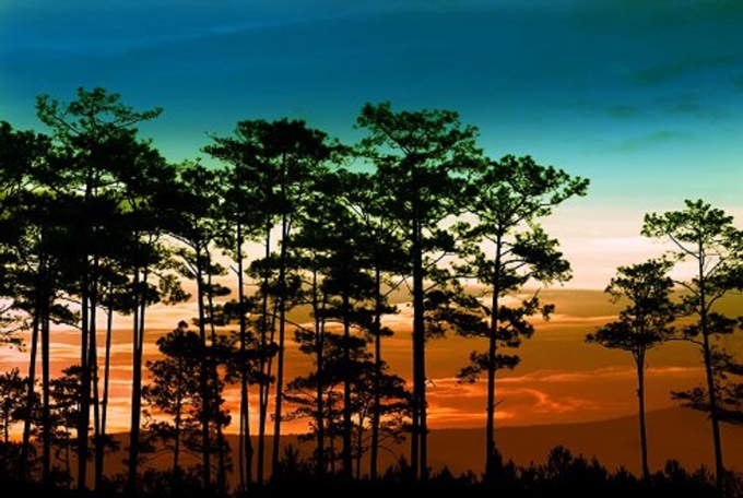 Vẻ đẹp thơ mộng của rừng thông Đà Lạt vào tháng 5