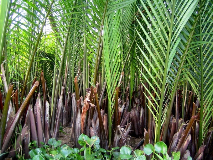 “Độc đáo” dừa nước miền Tây