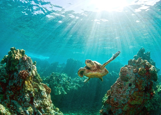 Du lịch Côn Đảo: Hành trình khám phá hòn đảo bí ẩn nhất thế giới