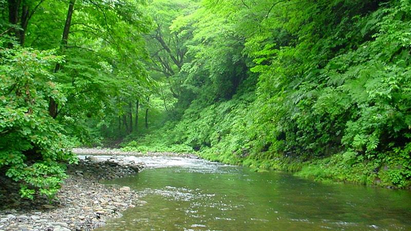 Rừng nguyên sinh Phú Quốc