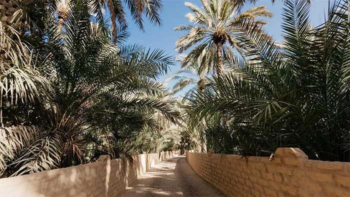 Al Ain là quê hương của hơn 100 giống chà là.