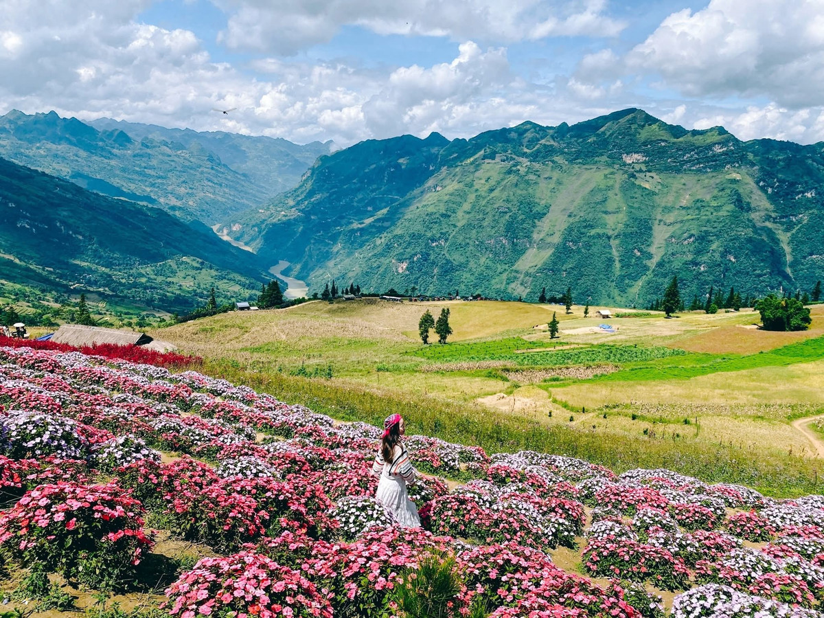 Thảo nguyên Suôi Thầu với hoa màu