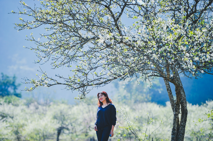 Mùa hoa mơ, hoa mận bắt đầu từ tháng 1. Ảnh: Lekima