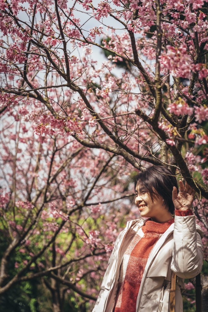 9 điểm ngắm hoa anh đào đẹp ở Đài Loan 2023