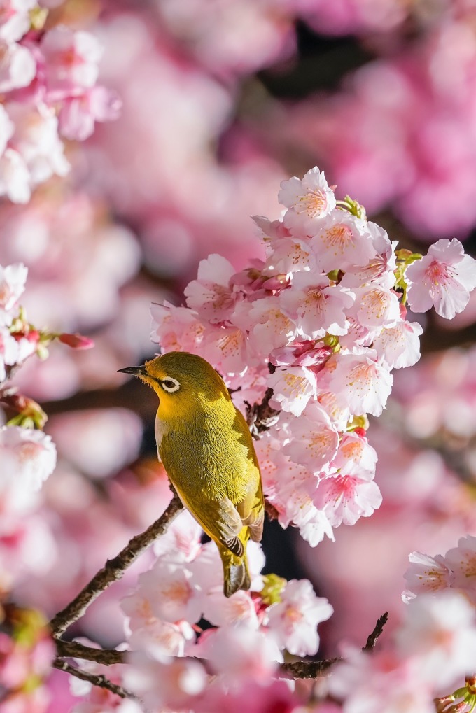 Hoa anh đào nở ở Đài Bắc đầu tháng 2. Ảnh: Đinh Gia Bảo