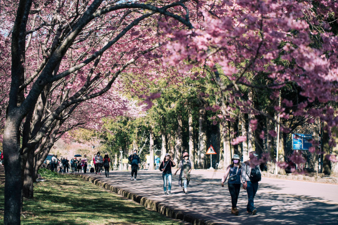 Hoa anh đào nở ở nông trường Vũ Lăng. Ảnh: Đinh Gia Bảo