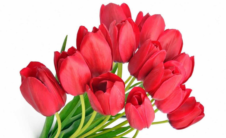 Hoa Tulip đỏ thể hiện cho tình yêu và sự lãng mạn.