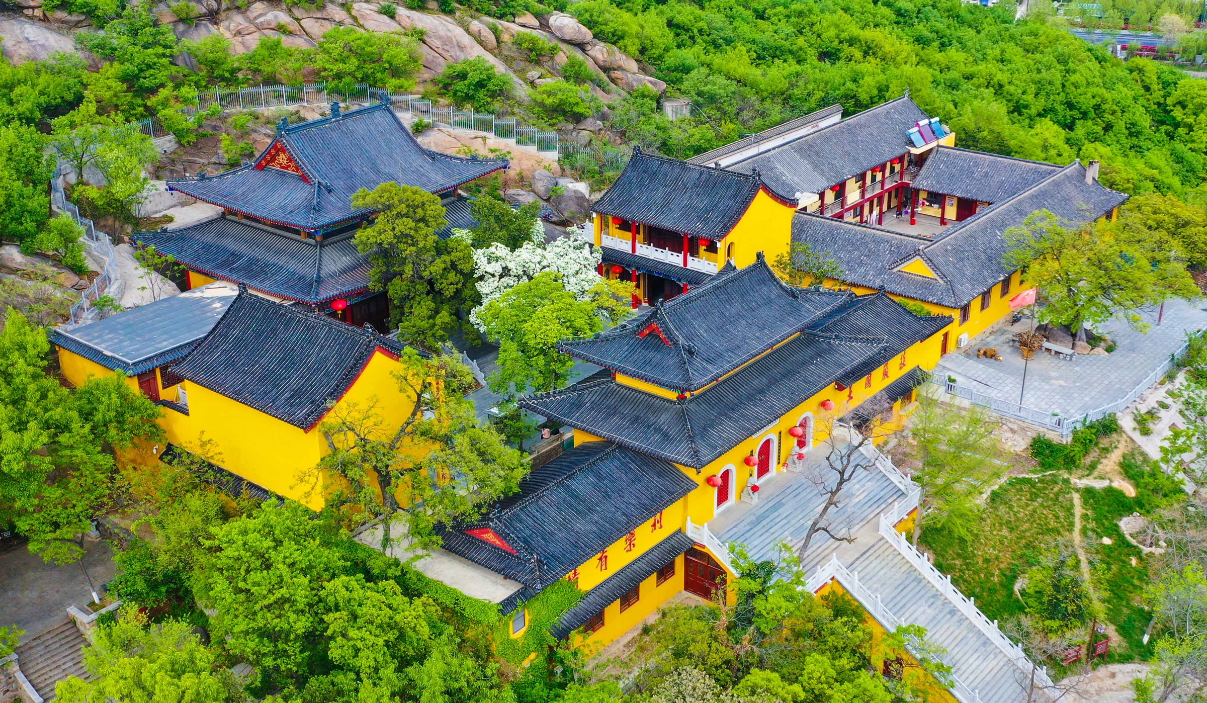 Cây hoa đẹp nhất Trung Quốc trổ bông 800 năm