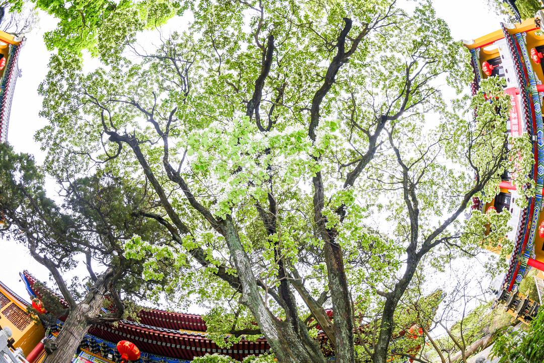 Cây hoa đẹp nhất Trung Quốc trổ bông 800 năm - 5