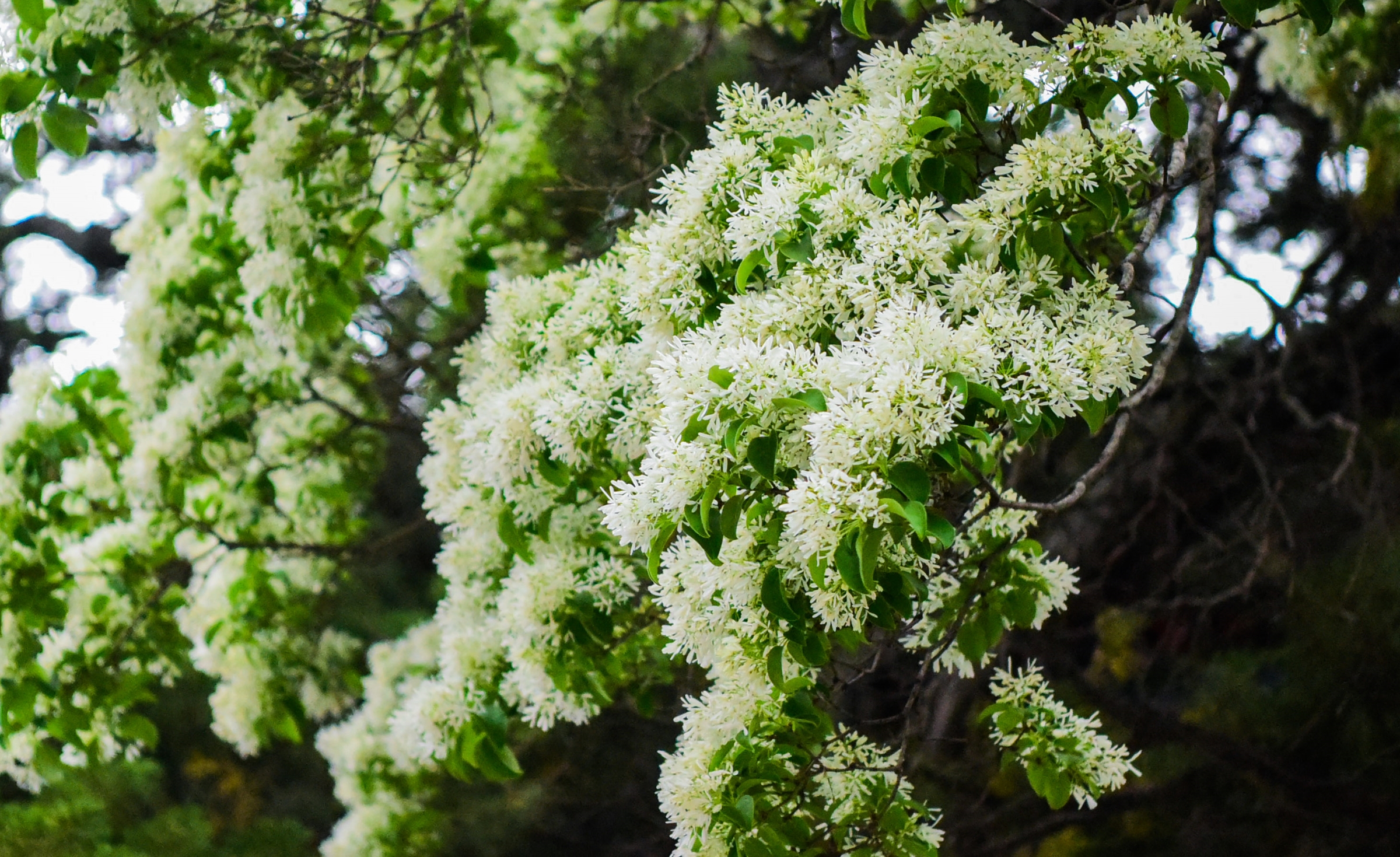 Cây hoa đẹp nhất Trung Quốc trổ bông 800 năm - 2