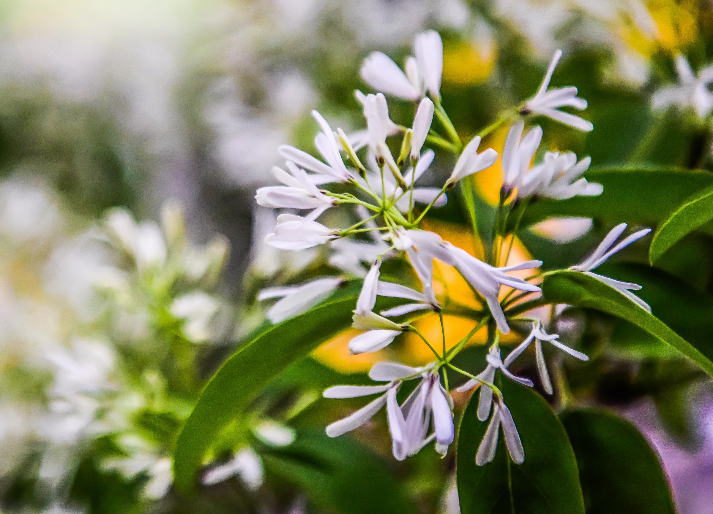 Cây hoa đẹp nhất Trung Quốc trổ bông 800 năm - 3