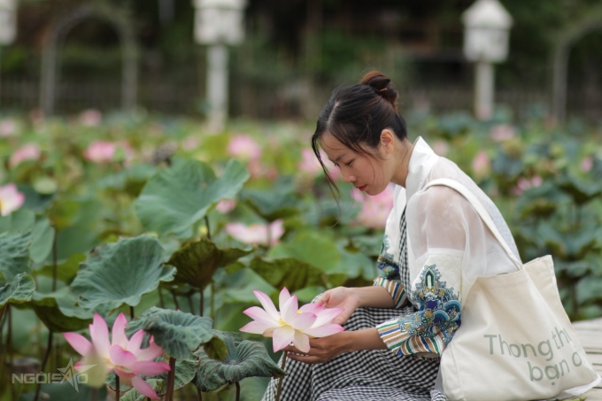 Mùa sen Ninh Bình bắt đầu từ cuối tháng 6 đến khoảng cuối tháng 7. Tuy nhiên nếu vi vu vào tháng 8 như Tú, du khách vẫn có thể ngắm hoa, dù không quá nhiều. Sen Ninh Bình màu hồng nhạt, sẽ nở to vào buổi sáng và héo dần lúc chiều tà, nên bạn hãy tận dụng khoảng thời gian đầu ngày (5h30-7h) để bắt khoảnh khắc ưng ý.