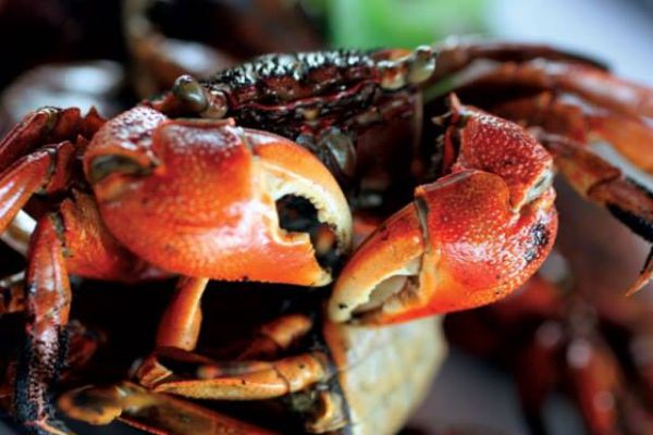 Chù ụ Ba Động - Đặc sản miền duyên hải Trà Vinh