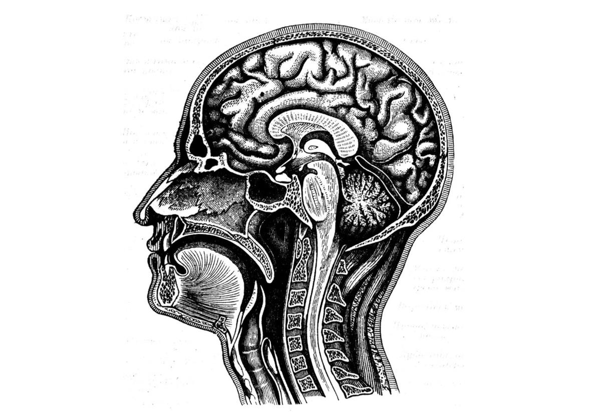 Cơ quan này chưa từng được phát hiện trong suốt nhiều thế kỷ. Ảnh: Igor Golovniov/Universal Images Group