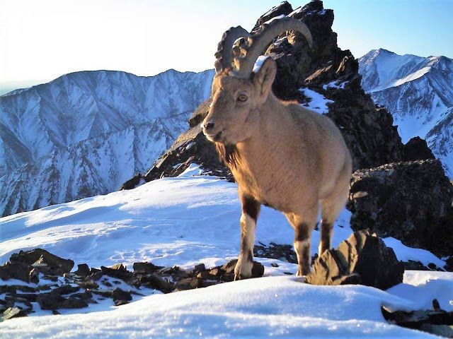  Có hệ sinh thái đa dạng bậc nhất Trung Á. Từ sa mạc khô cằn, thảo nguyên bao la đến núi cao phủ tuyết, tất cả cùng tồn tại trong một lưu vực. Ảnh: Pinterest.