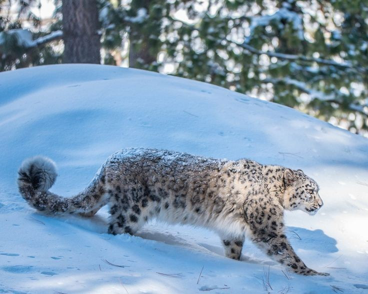  Là nơi sinh sống của báo tuyết. Loài báo tuyết cực kỳ quý hiếm và nhiều động vật hoang dã khác như sói xám, linh miêu, linh dương cũng có mặt tại đây. Ảnh: Pinterest.