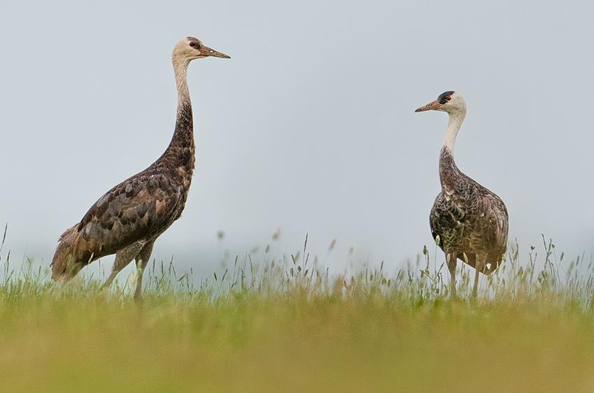  Đóng vai trò quan trọng với chim di cư. Uvs Nuur là điểm dừng chân lớn cho hàng trăm loài chim di cư trên hành trình xuyên lục địa. Ảnh: toursmongolia.com.