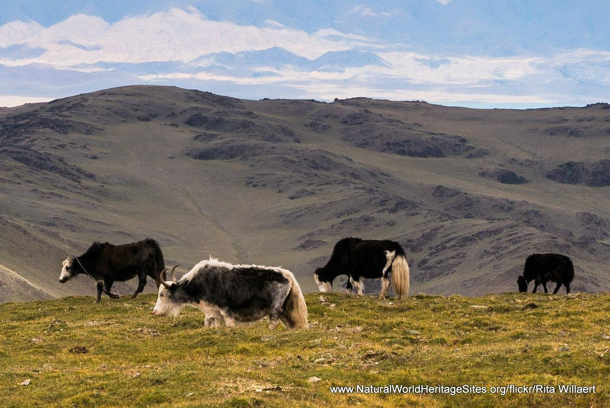  Được UNESCO công nhận Di sản Thế giới. Năm 2003, hồ Uvs Nuur cùng toàn bộ lưu vực được đưa vào danh sách Di sản Thế giới nhờ giá trị sinh thái và địa chất. Ảnh: naturalworldheritagesites.org.