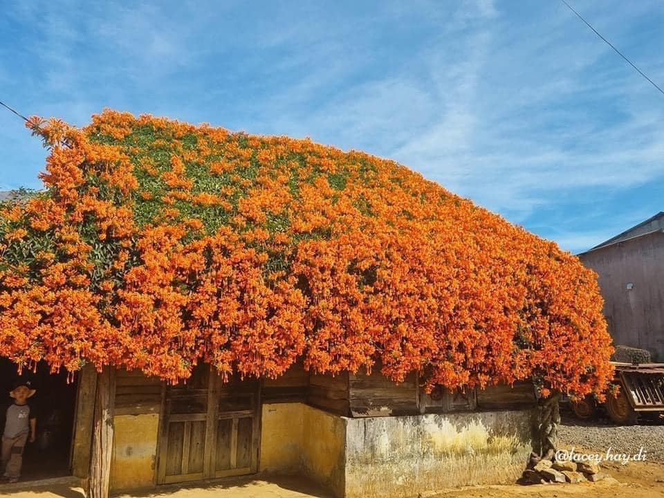 Ngôi nhà cổ tích phủ một màu xác pháo ở Lộc An Bảo Lộc