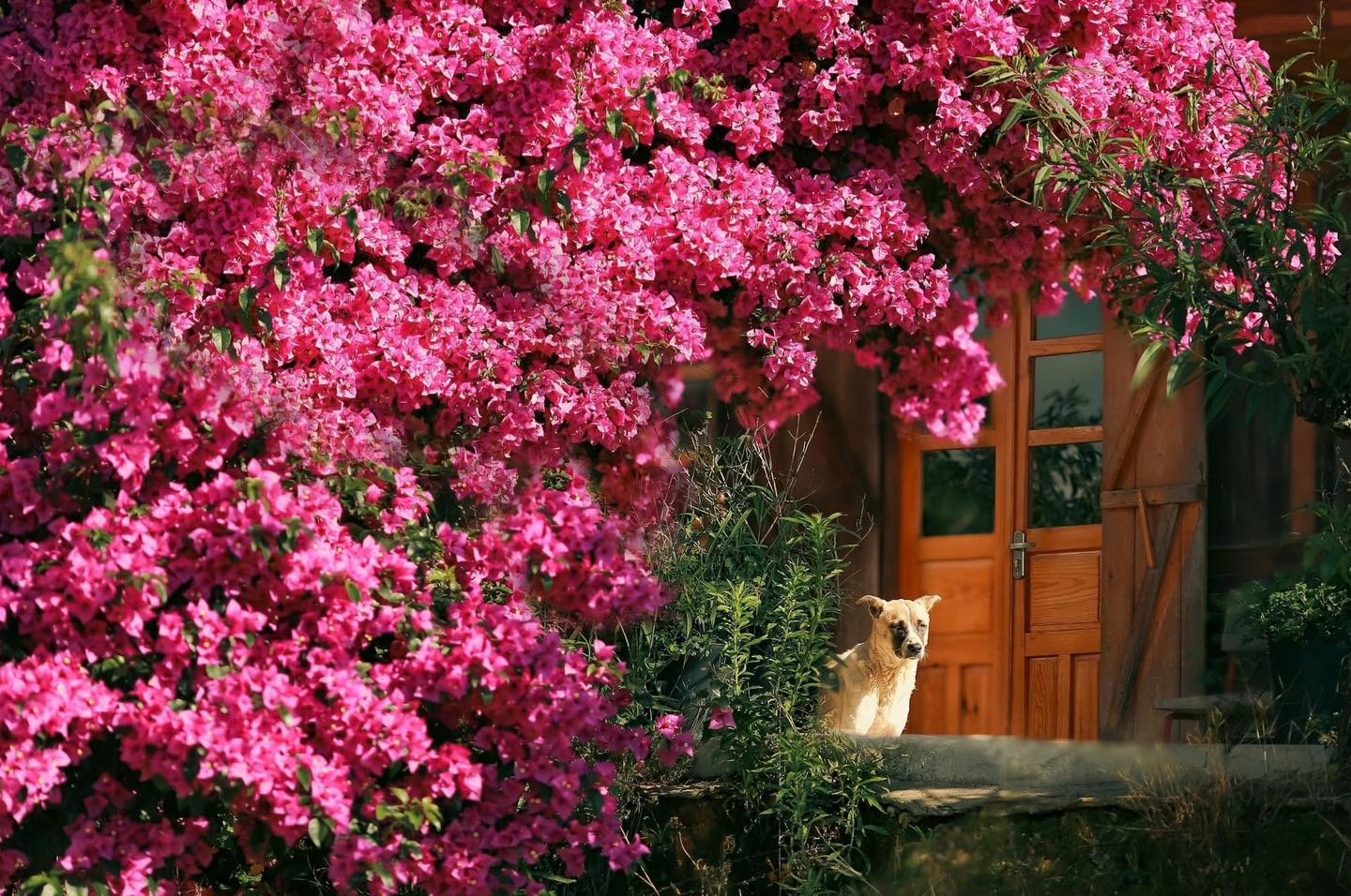 Rực rỡ một màu hoa giấy 34 tuổi ở D'ran Đà Lạt