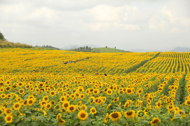 Lạc giữa đồi hoa hướng dương lớn nhất xứ Nghệ