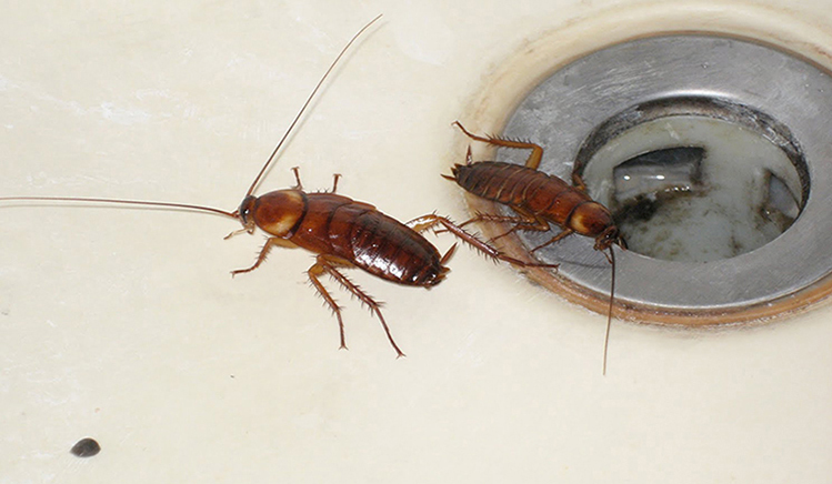 3 cách đuổi gián hiệu quả