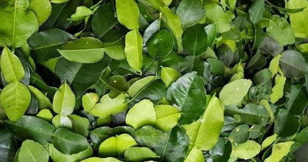 3 loại lá ở Việt Nam rẻ bèo, bất ngờ sang nước ngoài giá cao ngất