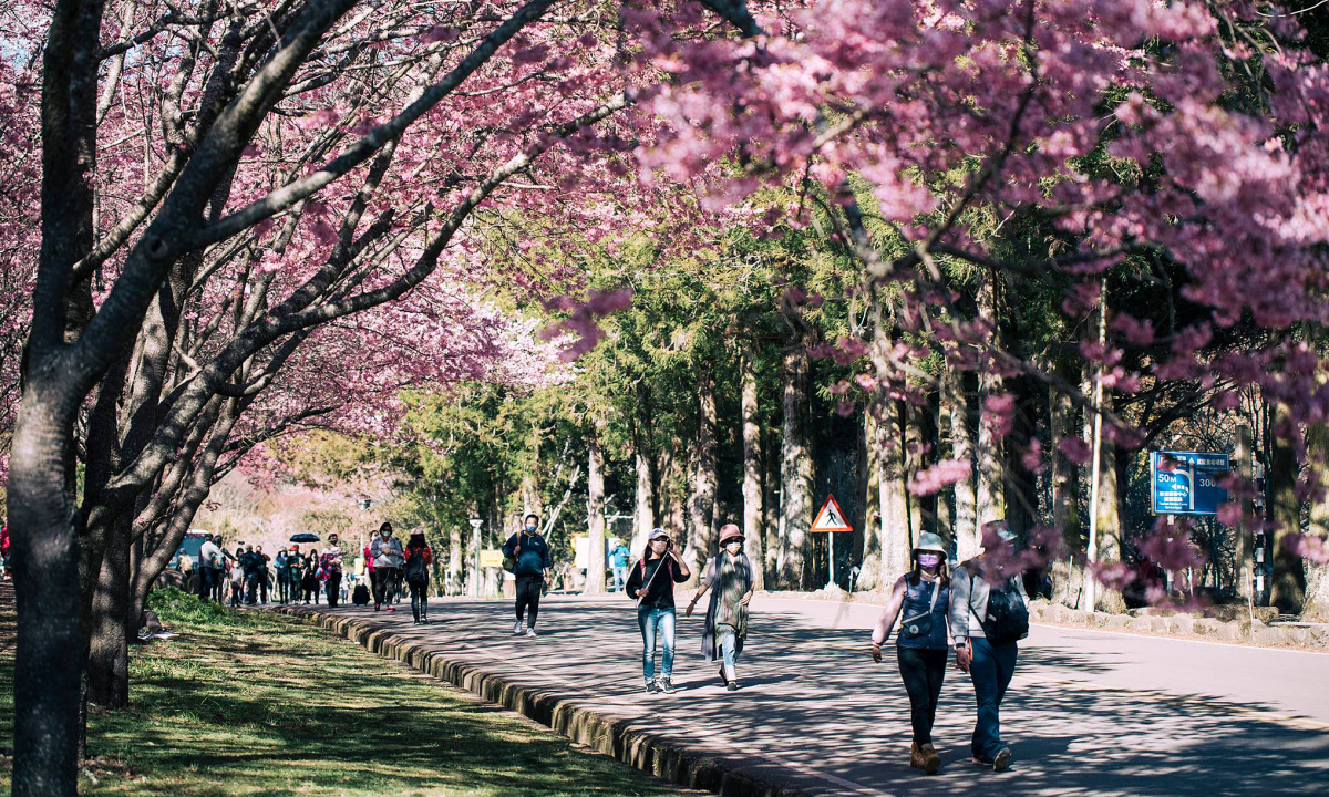 9 điểm ngắm hoa anh đào mùa xuân ở Đài Loan 2023