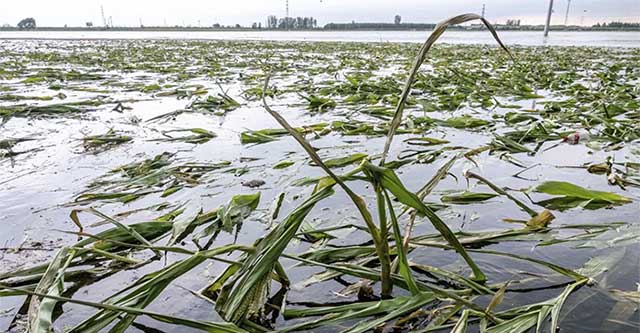 An ninh lương thực TG ảnh hưởng bởi mưa lũ nhấn chìm vựa lúa của Trung Quốc