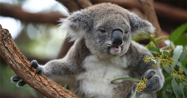 Australia phát hiện loài gấu túi thời tiền sử