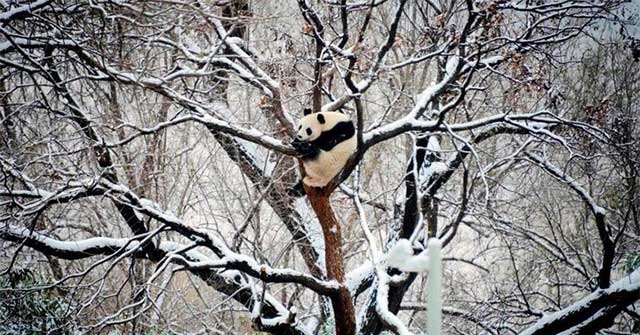 Bắc Kinh ghi nhận đợt rét dài kỷ lục trong 7 thập kỷ