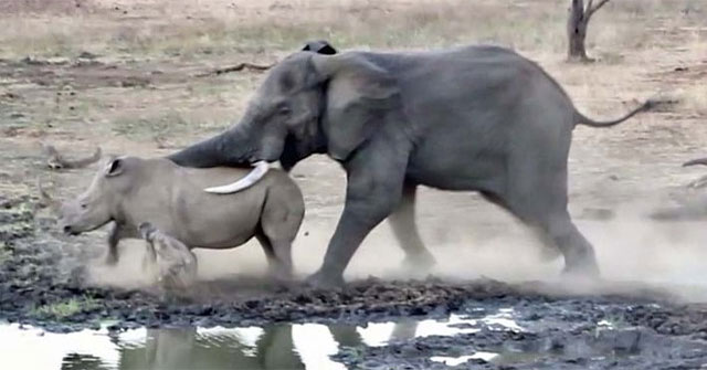 Bạn có biết Voi châu Phi đực lại thường xuyên tấn công tê giác?