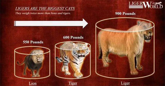 Bạn có biết con hổ nào lớn nhất mà con người từng gặp?