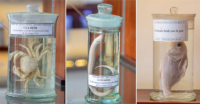 Bảo tàng ký sinh trùng, nơi không dành cho người yếu tim