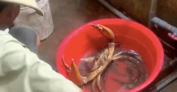 Bắt được con cua nặng 1,7kg, anh nông dân ở Sóc Trăng bán giá cao không tưởng